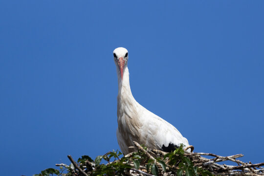 A White Stork sitting in its nest