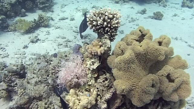 Marine life observes a black triggerfish near sandy seafloor coral formations in the Red Sea.