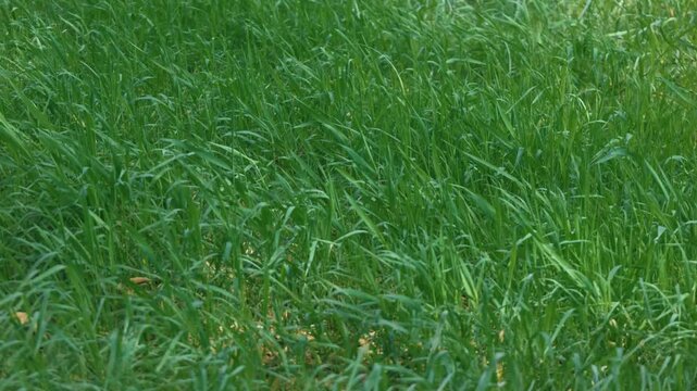 Bright sunlight and green grass swaying in the breeze