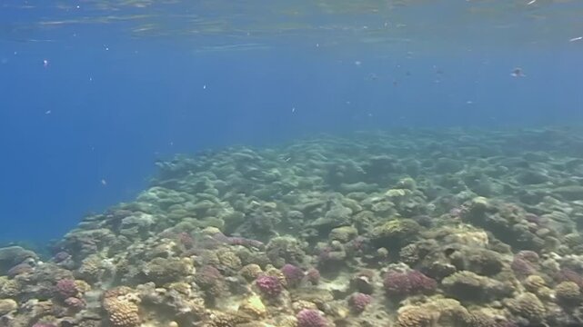 Submerged coral colonies display shades of magenta and tan against deep blue seawater during midday.