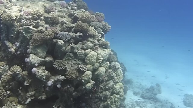 Underwater observation showing a coral reef formation beside a sandy seafloor in the Red Sea during daylight.