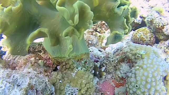 Submerged hard coral reef colonies in the Red Sea display pale yellow and white tones while a small spotted fish swims over the sandy ocean floor.