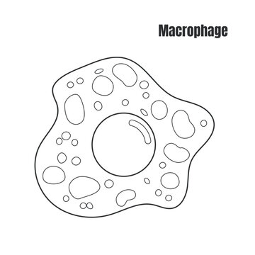 Macrophage Cell Drawing Vector Outline Isolated