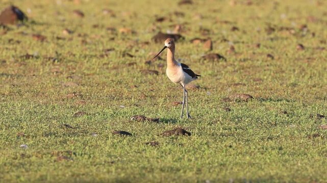 Male American avocet (Recurvirostra americana) strutting through short grassy habitat in full breeding plumage, mid-stride, Shugru Reservoir, Lassen County, California.