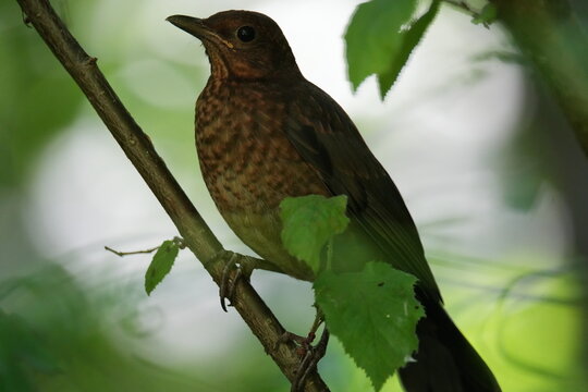 common blackbird on a branch