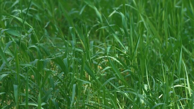 Bright sunlight and green grass swaying in the breeze