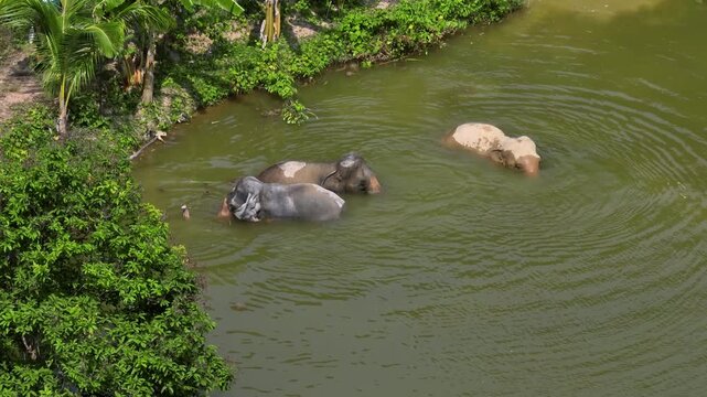 Three elephants enjoy refreshing baths, submersing themselves in muddy green water of the natural river, staying cool in tropical jungle environment of Koh Lanta sanctuary. Travel and explore Thailand