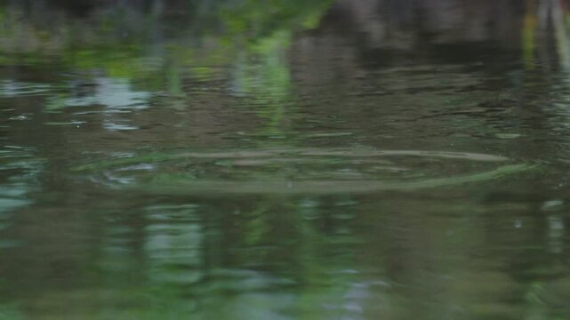 Fish attacks dry fishing fly moving on the water surface