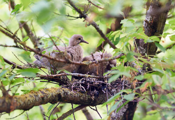 Close up of young dove chick in nest with blurred sibling behind © Javi