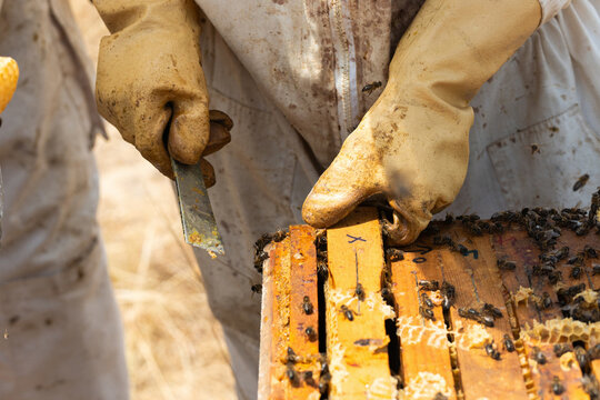 Beekeeper opening beehive removing honey frames