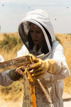 Beekeeper inspecting honeycomb frame with honeybees flying