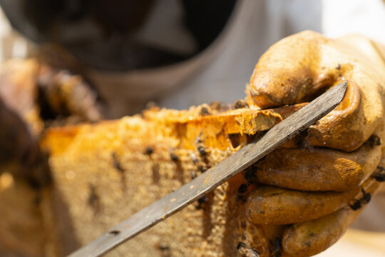 Beekeeper harvesting golden honey from a busy beehive
