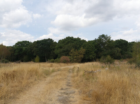 Dry Grassland Trail Beneath Mature Trees