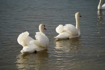 swans birds and seagulls in Black sea at Varna - BG © Miralem