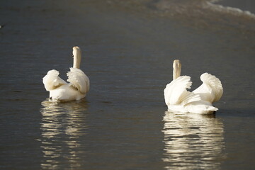 swans birds and seagulls in Black sea at Varna - BG © Miralem