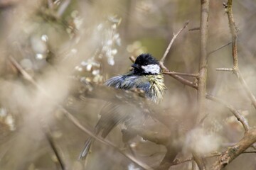 Great tit (Parus major) © Hana
