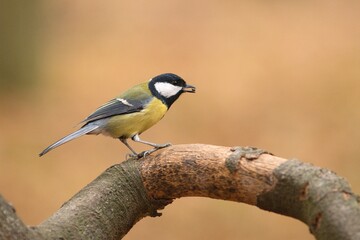 Fototapeta premium Great tit (Parus major)