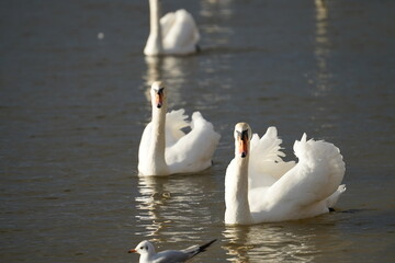 swans birds and seagulls in Black sea at Varna - BG © Miralem