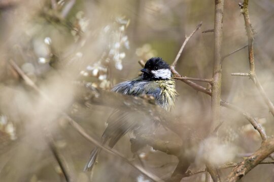 Great tit (Parus major)
