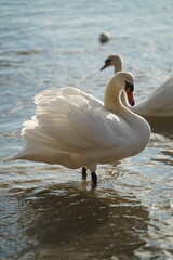 swans birds and seagulls in Black sea at Varna - BG © Miralem