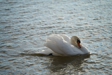 swans birds and seagulls in Black sea at Varna - BG © Miralem