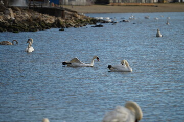 swans birds and seagulls in Black sea at Varna - BG © Miralem