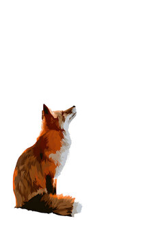 Red fox sitting and looking up with a furry tail isolated on transparent background