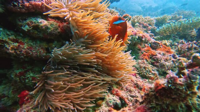 Vibrant clownfish finding refuge within the protective tentacles of a golden sea anemone, surrounded by diverse coral formations in the clear tropical waters of Fiji islands. Underwater footage