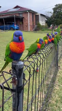 Colorful Rainbow Lorikeets Parrots Perched Along a Garden Fence🦜
