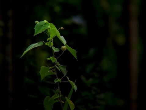 Showing the upper part of a wild plant against a dark background, (Abutilon persicum) is a small shrub with stems that grow very upright and branched, covered in fine white or gray hairs the flowers 