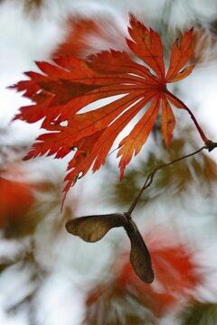 Autumn leaves of the Downy Japanese Maple (Acer japonicum "Aconitifolium"), Emsland, Lower Saxony, Germany