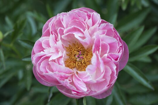 "Coral Charm" peony (Paeonia sp.), Lower Saxony, Germany