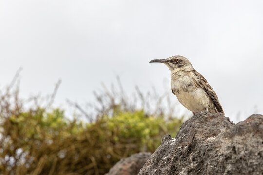 Gal&aacute;pagos mockingbird (Mimus parvulus, syn.: Nesomimus parvulus), Galapagos, Ecuador