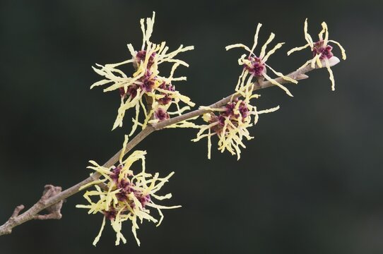 Witch Hazel (Hamamelis mollis "Pallida")