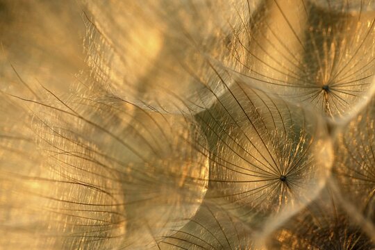 Nature, plants, dandelion, Dandelion (Taraxacum officinale), seeds backlit, Germany