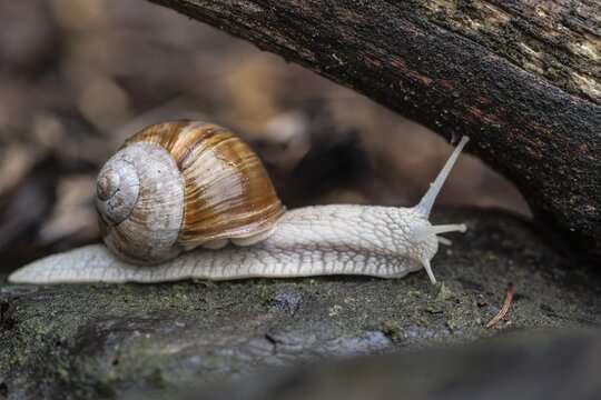 Garden snail (Helix pomatia), Emsland, Lower Saxony, Germany