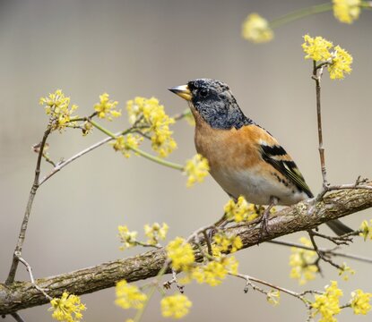 Mountain finch, brambling, fringilla montifringilla, birds, passeri, songbirds, birds