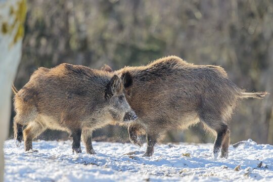 Two young wild boars (Sus scrofa) wrestle with each other in the backlight of the sun in a clearing. Their raised dorsal crests glow in the light. Bavaria, Germany