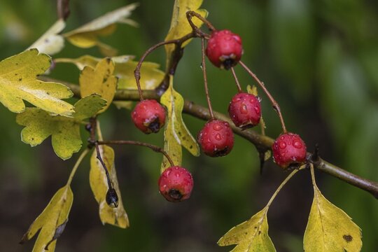 Hawthorn (Crataegus monogyna), Emsland, Lower Saxony, Germany
