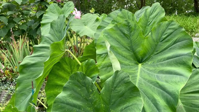 Large elephant ear plant leaves blowing gently in a garden