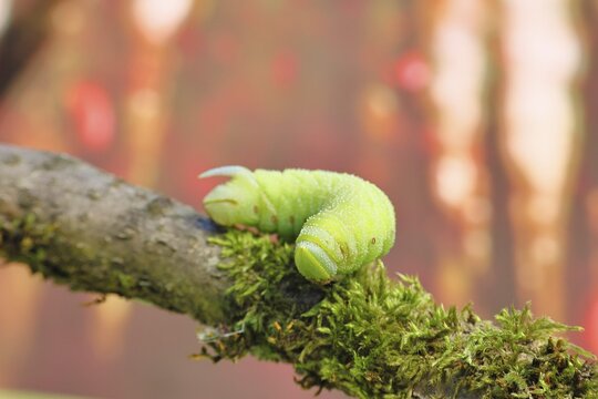 Evening Peacock (Smerinthus ocellata), caterpillar climbing a branch, hawk-moths, insects, moths, butterflies, animals, other animals, Siegerland, North Rhine-Westphalia, Germany