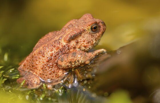 Bufo bufo, common toad, amphibians, amphibians, amphibians, amphibians