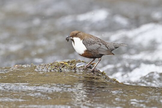 A white-throated dipper (Cinclus cinclus) stands on a rock in the middle of a stream, holding its prey, it is the only native songbird capable of diving, wildlife, native nature, Wilnsdorf, North Rhine-Westphalia, Germany