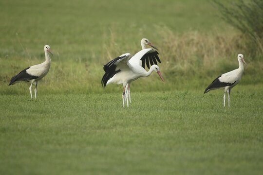 White stork (Ciconia ciconia) foraging in a meadow, the one in the middle has an identification ring on its leg, Allg&auml;u, Bavaria, Germany