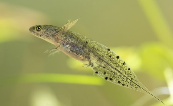 Great Crested Newt, Crested Newt, Northern Crested Newt, Triturus Cristatus, Amphibians, Amphibians, Larva, Larva, Amphibian, Northern Crested Newt, Warty Newt
