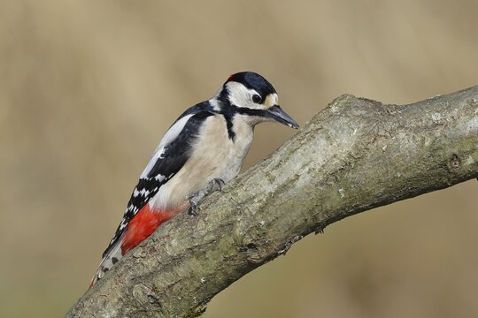 Great spotted woodpecker (Dendrocopos major), male, sitting on a branch, Wilnsdorf, North Rhine-Westphalia, Germany