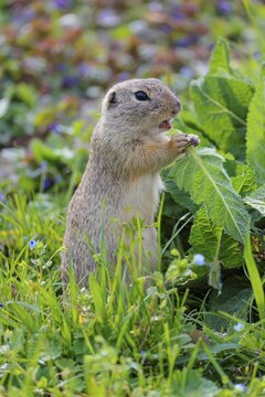 An adult ground squirrel (Spermophilus citellus) eats leaves and flowers on a sunny day in a green meadow with tall vegetation. Austria