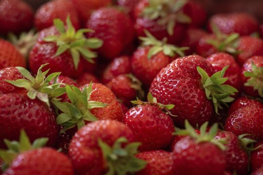 Freshly picked strawberries, Baden-W&uuml;rttemberg, Germany