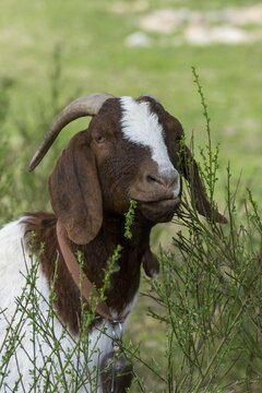 Artiodactyla, Boer goat, Capra aegagrus hircus sspec.1, even-toed ungulate, cloven-hoofed, domesticated animals, woody bite, pet, high size, portrait format, landscape management, landscape conservation, mammals, mammals, goat