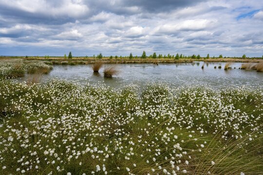 A bog with cottongrass (Eriophorum vaginatum) in spring, Goldenstedt Moor, Goldenstedt, Lower Saxony, Germany